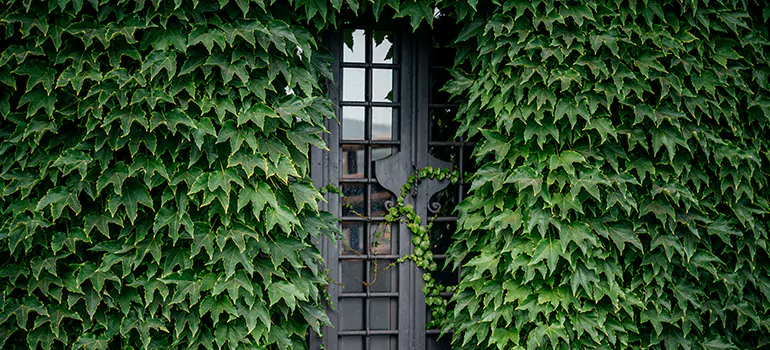 Garden Gate Repair in London, ON